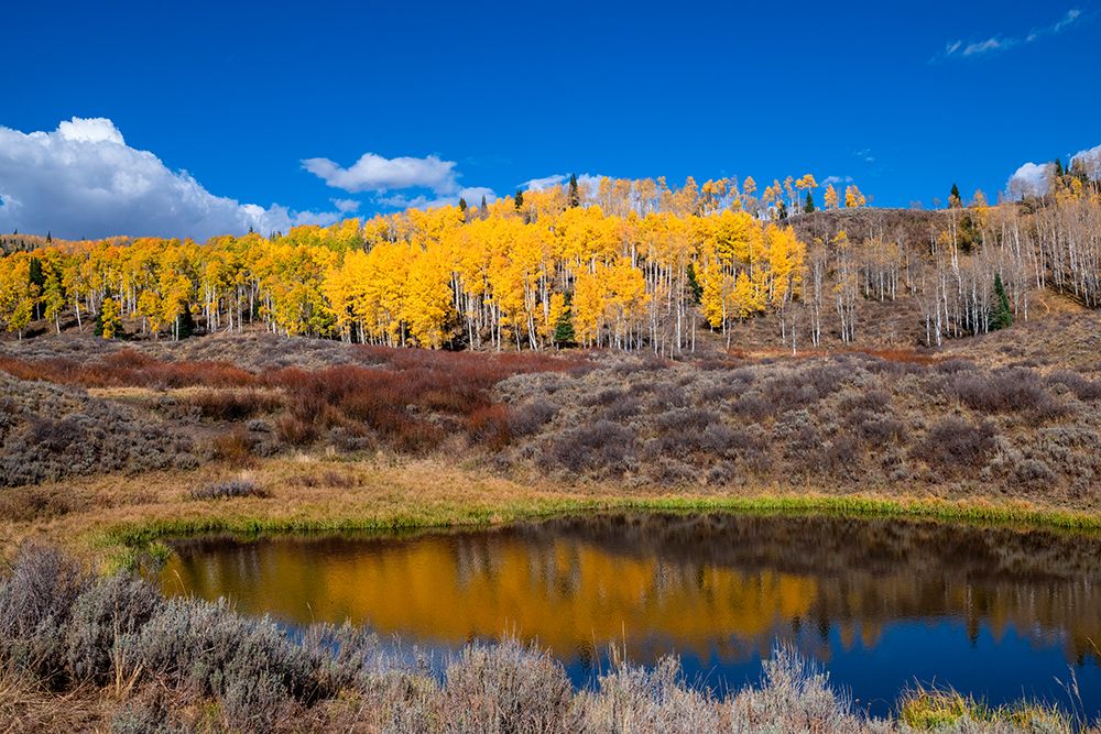 Aspens glow above a pond on this hillside in the Rocky Mountains-Colorado-USA